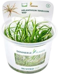 Dennerle Helanthium tenellum Red lebende Aquarienpflanze in der Schale – Bild 1 von 4