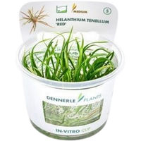 Produktbild von Dennerle Helanthium tenellum Red lebende Aquarienpflanze in der Schale
