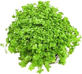 Dennerle Hemianthus callitrichoides Cuba Aquarienpflanze im Topf – Bild 1 von 4