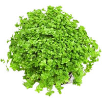Produktbild von Dennerle Hemianthus callitrichoides Cuba Aquarienpflanze im Topf