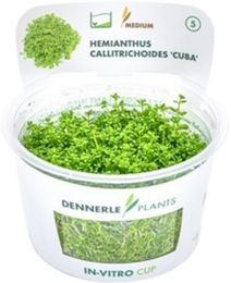 Dennerle Hemianthus callitrichoides Cuba Aquarienpflanze In-Vitro 1 Stück – Bild 1 von 5