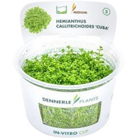 Produktbild von Dennerle Hemianthus callitrichoides Cuba Aquarienpflanze In-Vitro 1 Stück