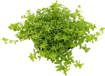 Dennerle Hemianthus glomeratus Lebende Aquarienpflanze 1 Stück – Bild 1 von 3