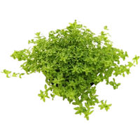 Produktbild von Dennerle Hemianthus glomeratus Lebende Aquarienpflanze 1 Stück