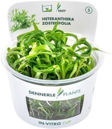 Dennerle Heteranthera zosterifolia Aquarienpflanze In-Vitro Cup – Bild 1 von 5