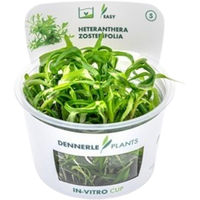 Produktbild von Dennerle Heteranthera zosterifolia Aquarienpflanze In-Vitro Cup
