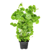 Produktbild von Dennerle Hydrocotyle leucocephala Wasserpflanze im Topf XXL
