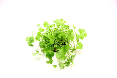 Produktbild von Dennerle Hydrocotyle tripartita lebende Aquarienpflanze im Topf