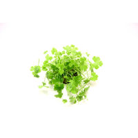 Produktbild von Dennerle Hydrocotyle tripartita lebende Aquarienpflanze im Topf