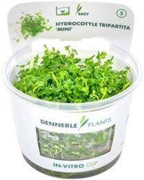Dennerle Hydrocotyle tripartita Mini Aquarienpflanze In-Vitro CUP – Bild 1 von 5