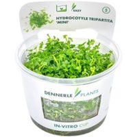 Produktbild von Dennerle Hydrocotyle tripartita Mini Aquarienpflanze In-Vitro CUP