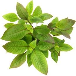 Dennerle Hygrophila corymbosa Lebende Aquarienpflanze im Topf – Bild 1 von 2