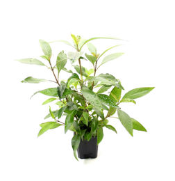 Produktbild von Dennerle Hygrophila corymbosa Stricta Lebende Pflanze im Topf XXL