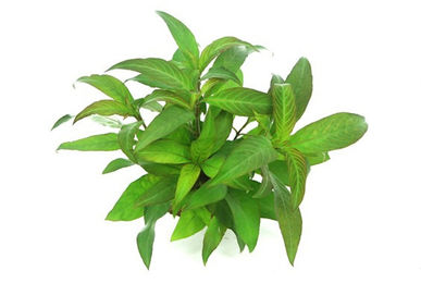 Dennerle Hygrophila corymbosa Stricta Lebende Wasserpflanze im Topf – Bild 1 von 2