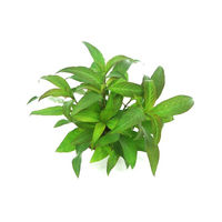 Produktbild von Dennerle Hygrophila corymbosa Stricta Lebende Wasserpflanze im Topf