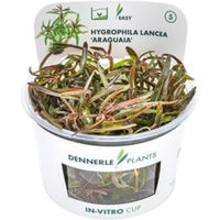 Produktbild von Dennerle Hygrophila lancea Araguaia Aquarienpflanze in der CUP-Variante