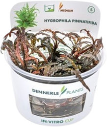 Dennerle Hygrophila pinnatifida Aquarienpflanze in der Cup-Kultur – Bild 1 von 5