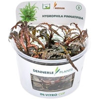 Produktbild von Dennerle Hygrophila pinnatifida Aquarienpflanze in der Cup-Kultur