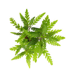Dennerle Hygrophila pinnatifida Lebende Aquarienpflanze im Topf – Bild 1 von 2