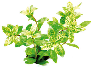 Produktbild von Dennerle Hygrophila polysperma Sunset Lebende Wasserpflanze im Topf