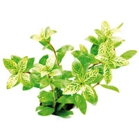 Produktbild von Dennerle Hygrophila polysperma Sunset Lebende Wasserpflanze im Topf
