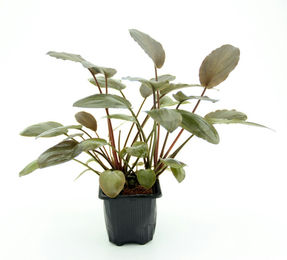 Dennerle Lagenandra meeboldii Rot Lebende Pflanze im XL Topf – Bild 1 von 2