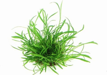Dennerle Lilaeopsis brasiliensis Aquarienpflanze im Topf – Bild 1 von 4