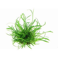 Produktbild von Dennerle Lilaeopsis brasiliensis Aquarienpflanze im Topf