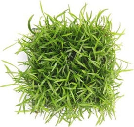 Dennerle Lilaeopsis brasiliensis Aquarienpflanze Pflanzenpad – Bild 1 von 3