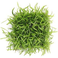 Produktbild von Dennerle Lilaeopsis brasiliensis Aquarienpflanze Pflanzenpad