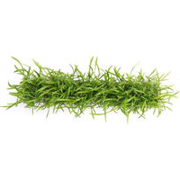 Produktbild von Dennerle Lilaeopsis brasiliensis Lebende Aquarienpflanze im Stretch-Pad