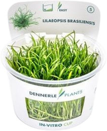 Dennerle Lilaeopsis brasiliensis Lebende Aquarienpflanze in Cup – Bild 1 von 5