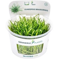 Produktbild von Dennerle Lilaeopsis brasiliensis Lebende Aquarienpflanze in Cup