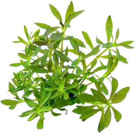 Dennerle Limnophila hippuridoides Lebende Aquarienpflanze Grün 1 Stück – Bild 1 von 3