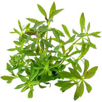 Produktbild von Dennerle Limnophila hippuridoides Lebende Aquarienpflanze Grün 1 Stück