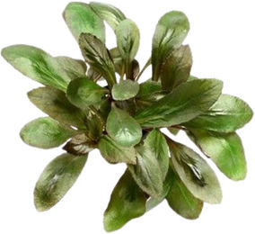 Dennerle Lobelia cardinalis Aquarienpflanze im Topf – Bild 1 von 4