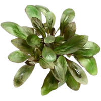 Produktbild von Dennerle Lobelia cardinalis Aquarienpflanze im Topf