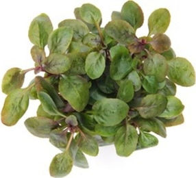 Dennerle Lobelia cardinalis Mini Aquarienpflanze im Topf – Bild 1 von 4