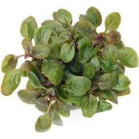 Produktbild von Dennerle Lobelia cardinalis Mini Aquarienpflanze im Topf