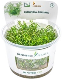 Dennerle Ludwigia arcuata Aquarienpflanze in Cup – Bild 1 von 4