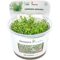 Produktbild von Dennerle Ludwigia arcuata Aquarienpflanze in Cup