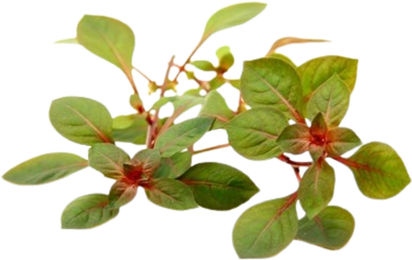 Dennerle Ludwigia palustris Super Red Aquarienpflanze im Topf – Bild 1 von 4
