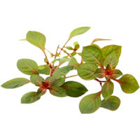 Produktbild von Dennerle Ludwigia palustris Super Red Aquarienpflanze im Topf