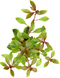 Produktbild von Dennerle Ludwigia repens Rubin rote Wasserpflanze im Topf