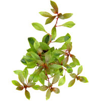 Produktbild von Dennerle Ludwigia repens Rubin rote Wasserpflanze im Topf