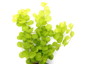 Produktbild von Dennerle Lysimachia nummularia Aurea im Topf
