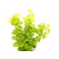 Produktbild von Dennerle Lysimachia nummularia Aurea im Topf