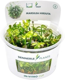 Dennerle Marsilea hirsuta Aquarienpflanze in der Schale – Bild 1 von 5