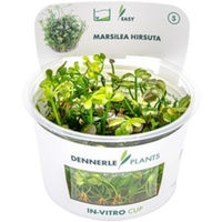 Produktbild von Dennerle Marsilea hirsuta Aquarienpflanze in der Schale