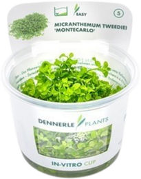 Dennerle Micranthemum tweediei Aquarienpflanze in Cup – Bild 1 von 5